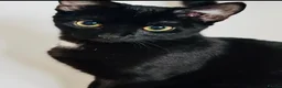 Mixed Breed cats for sale: 5 Beautiful Kittens For Loving Homes in Ashford - Advert 1