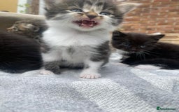Mixed Breed cats for sale: Fluffy mixed tabby kittens  - Image 15