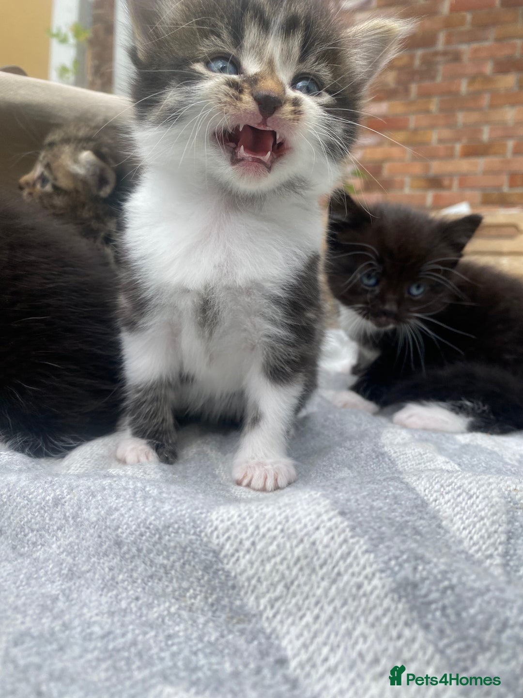 Mixed Breed cats for sale: Fluffy mixed tabby kittens  - Image 15