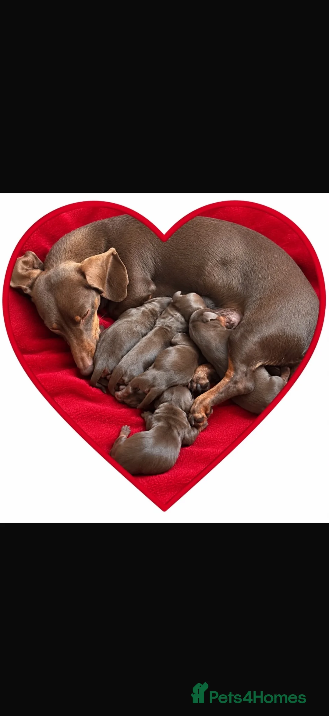 Miniature Dachshund dogs for sale: Our Therapy Dog Winnie had had 5 beauties  - Advert 1