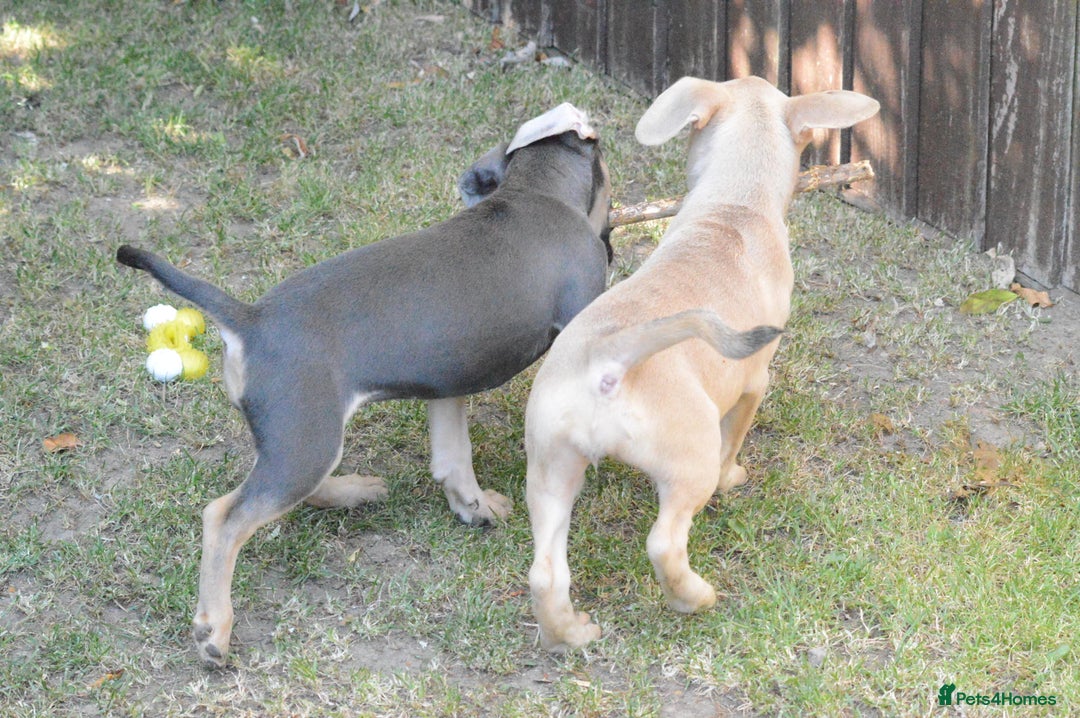 Mixed Breed dogs for sale: Mixed Breed Pups - Image 17