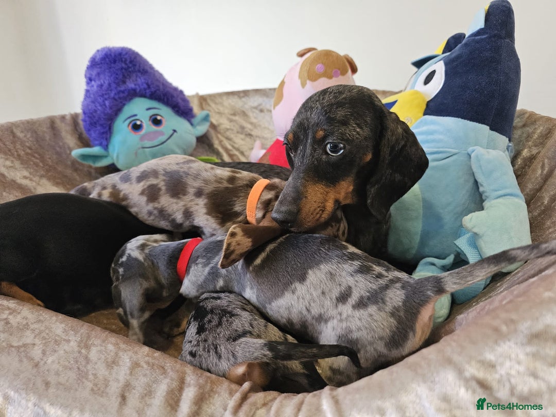 Dachshund dogs for sale: Charming Mini Dachshund Puppies  - Advert 2