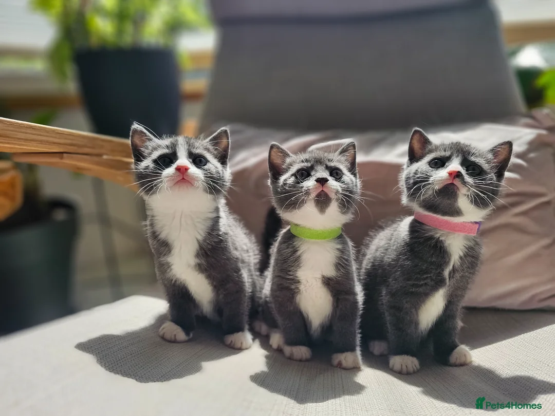 Russian Blue cats for sale: Russian Blue crossed with British Short Hair - Advert 1