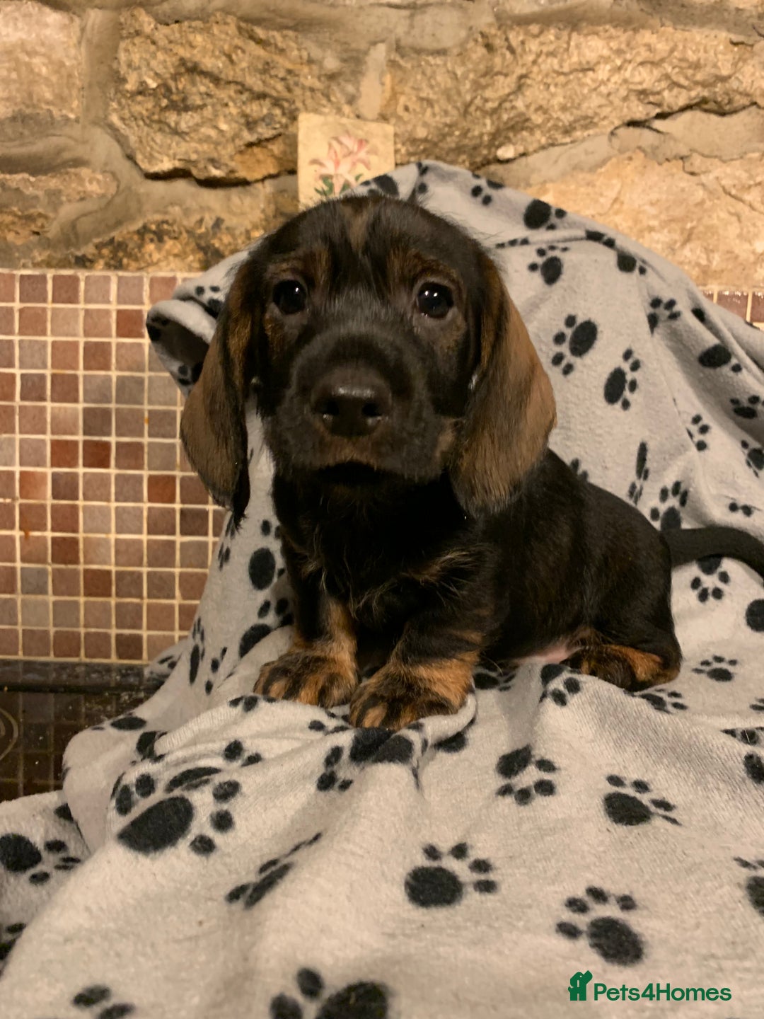 Dachshund dogs for sale: Standard wirehaired dachshund  - Advert 23