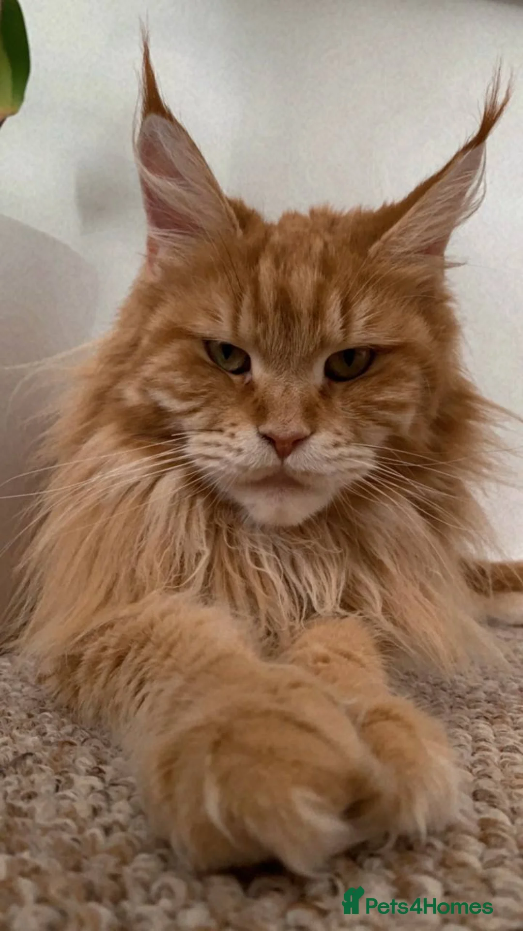Maine Coon cats for sale: Maine coon - Advert 2