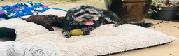 Cavapoo dogs for sale: Stunning little F1B cavapoo boy in Pontypool - Advert 19