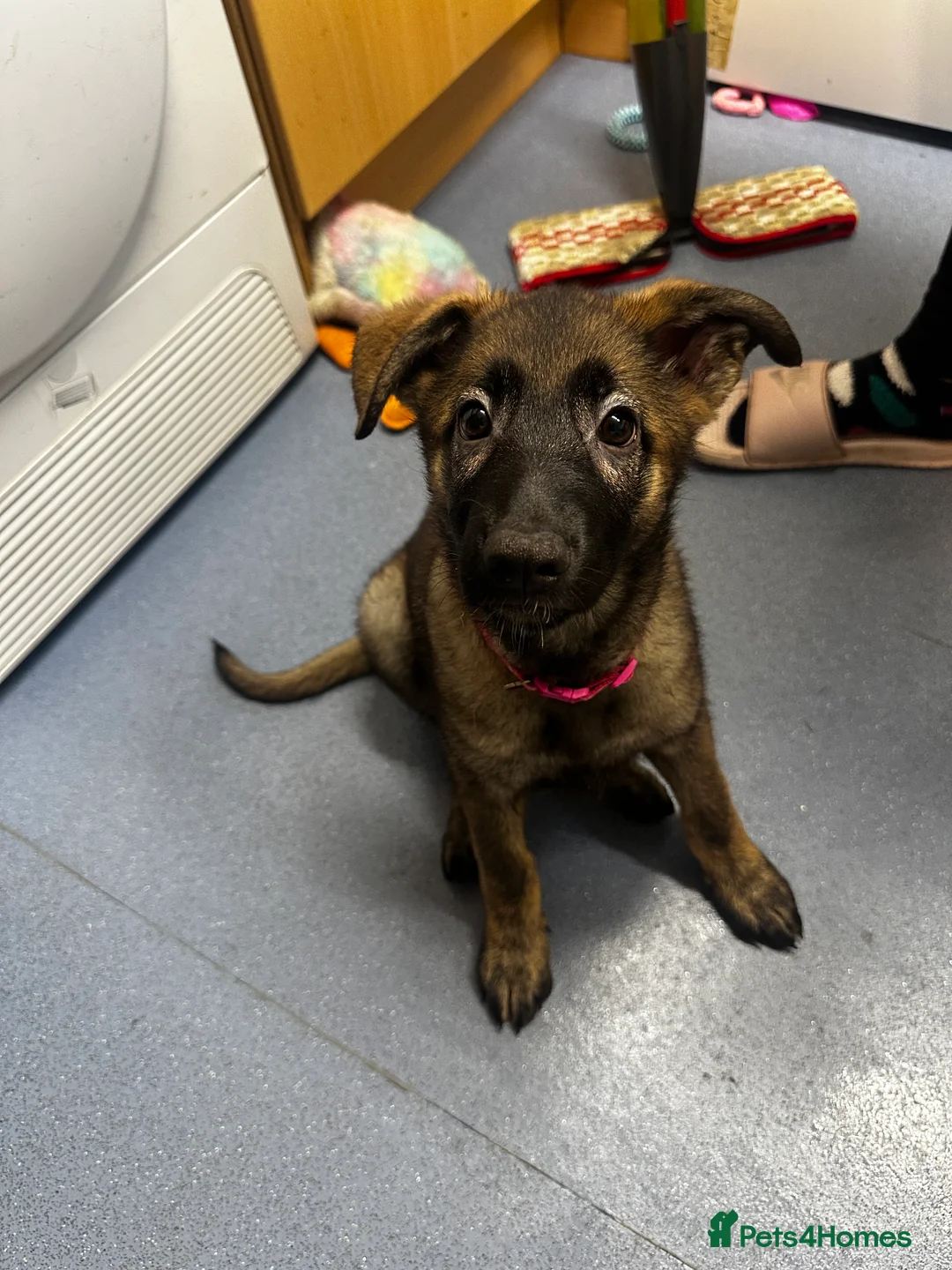 Mixed Breed dogs for sale: GSP x2 Available asap (Nearest Offer) - Advert 2