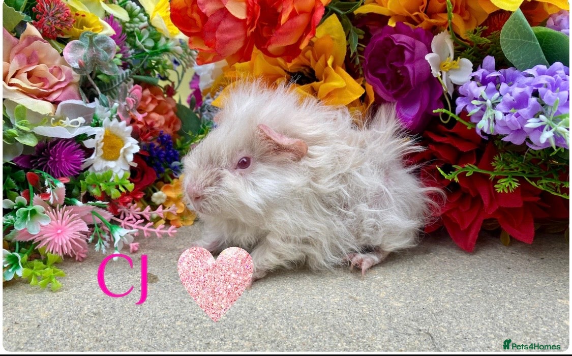 Guinea Pig rodents Pedigree Lunkarya Cali Guinea pigs ready now  - Advert 2