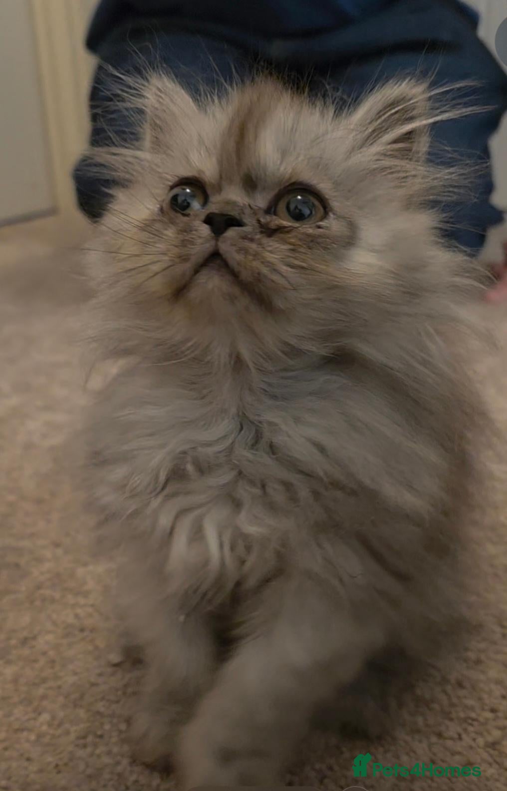 Persian cats 🐾 Beautiful Silver Shaded & Black Persian Kittens - Advert 5