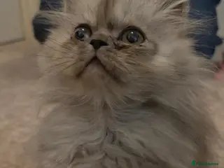 Persian cats 🐾 Beautiful Silver Shaded & Black Persian Kittens - Advert 5