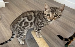 Bengal cats for sale: Stunning TICA registered bengal kittens  in Huntly - Image 10