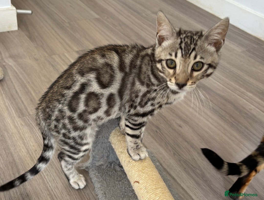 Bengal cats for sale: Stunning TICA registered bengal kittens  in Huntly - Image 10