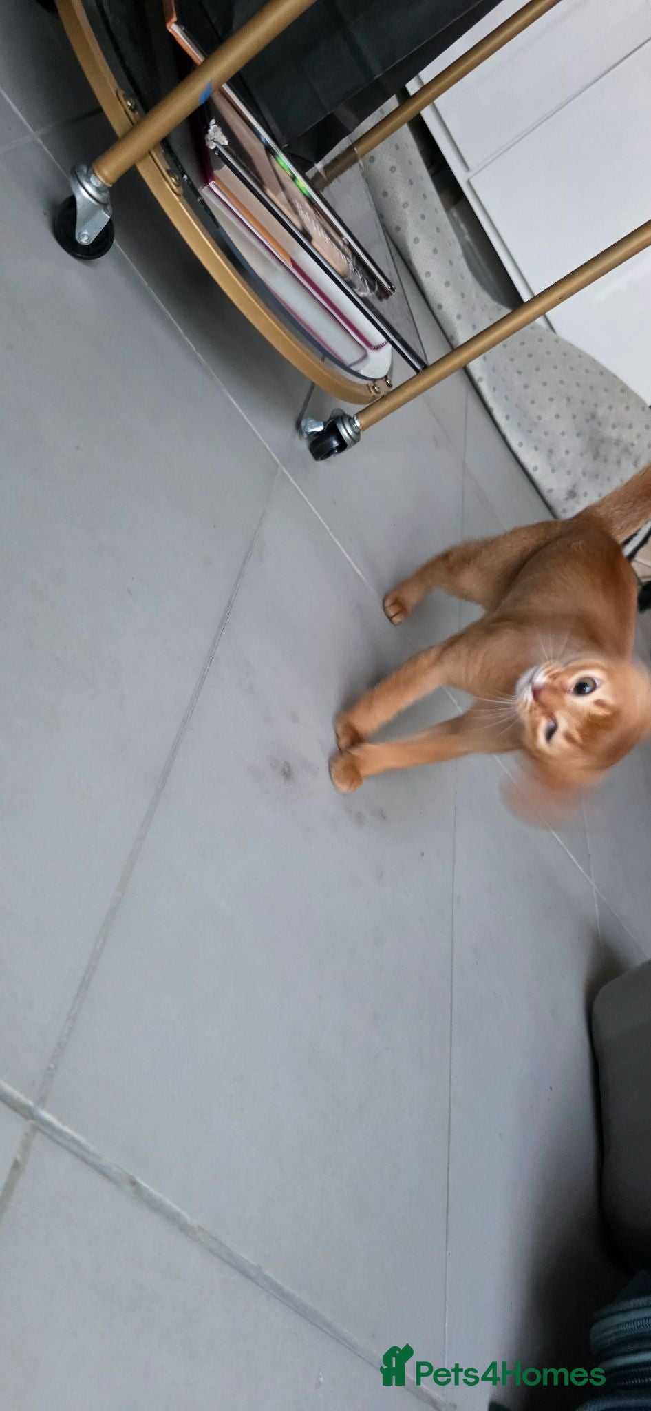 Abyssinian cats Beautiful Abyssinian female kittens  - Advert 2