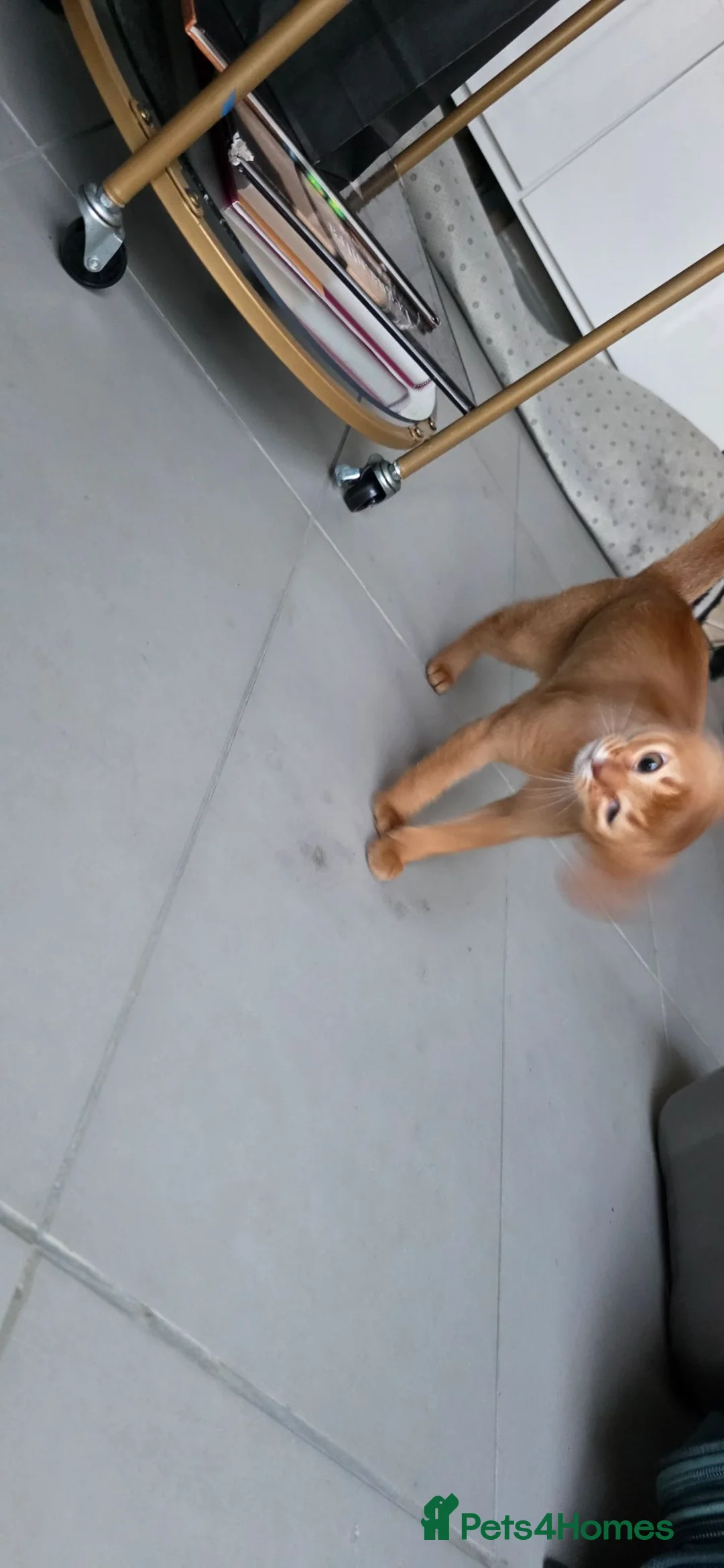 Abyssinian cats for sale: Beautiful Abyssinian female kittens  - Advert 2