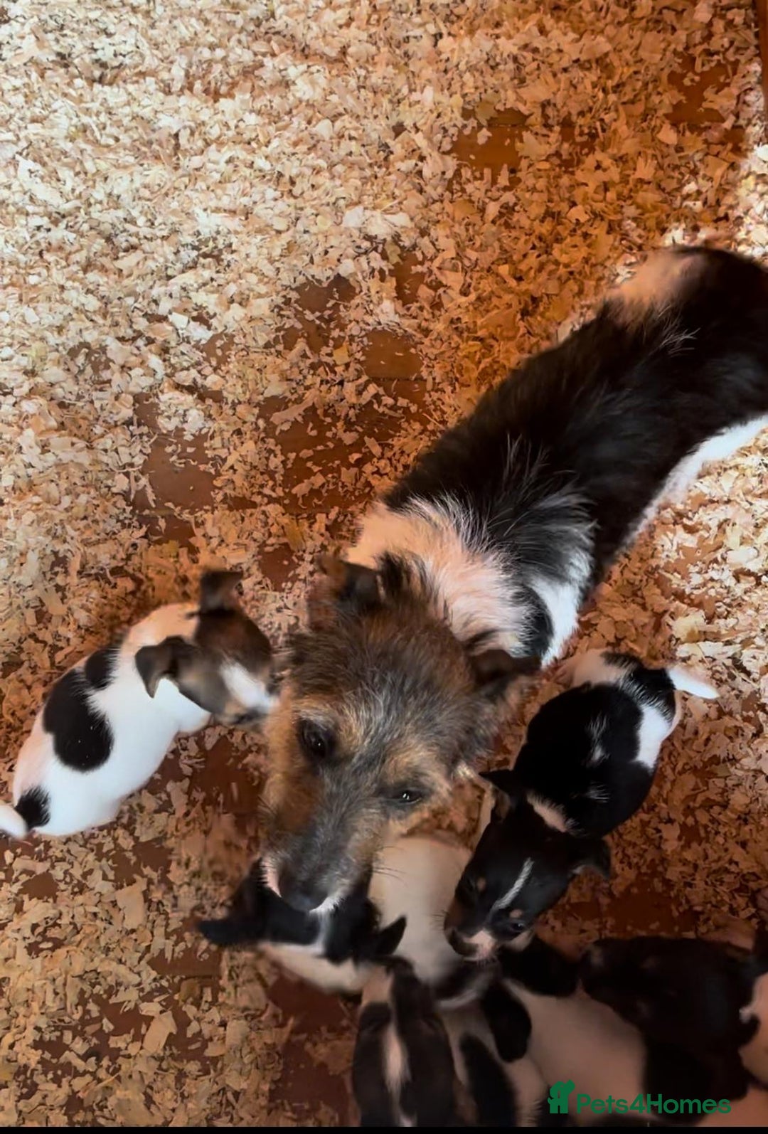 Jack Russell dogs for sale: Jack russel puppies - Image 2