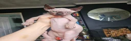 Sphynx cats for sale: Sphynx kittens  - Advert 11