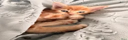 Maine Coon cats for sale: 3 x beautiful Mainecoon kittens in Colchester - Advert 35