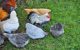 Chickens poultry for sale: Hybrids and bantams for sale - Image 11
