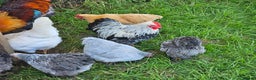 Chickens poultry for sale: Hybrids and bantams for sale - Advert 11