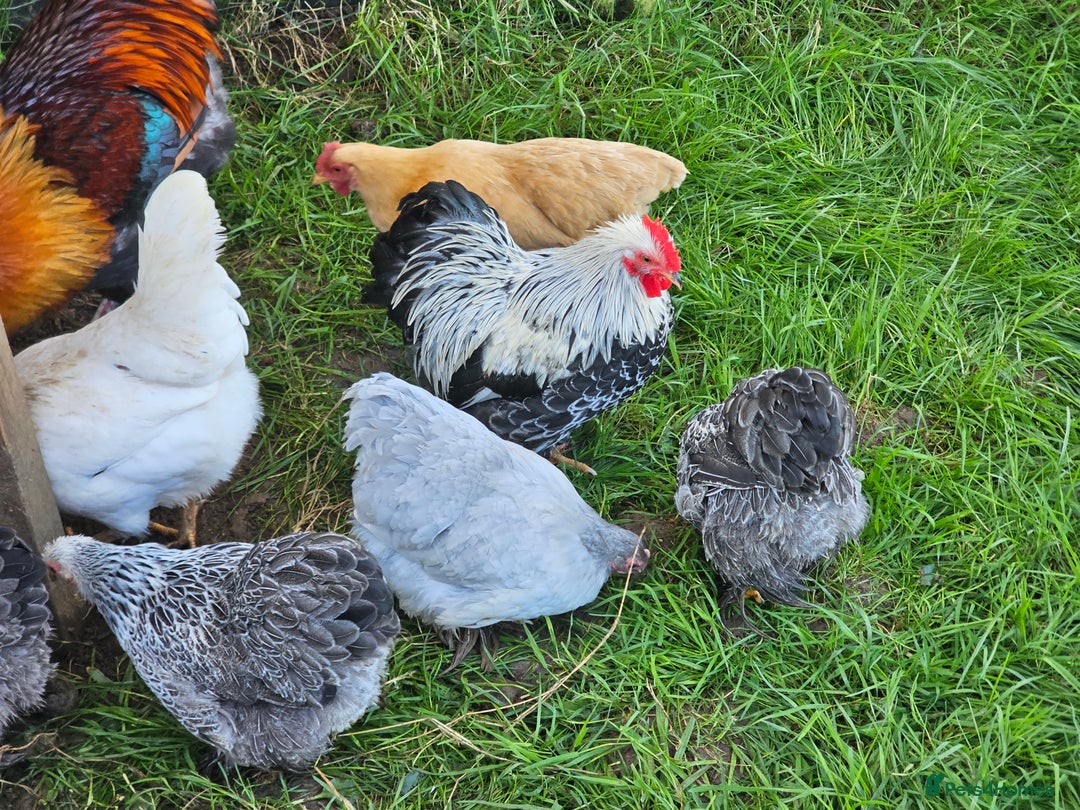 Chickens poultry for sale: Hybrids and bantams for sale - Image 11