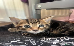 Mixed Breed cats for sale: 3 gorgeous kittens looking for forever home. - Image 6