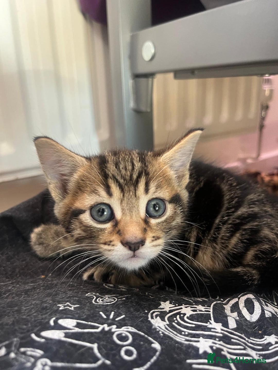 Mixed Breed cats for sale: 3 gorgeous kittens looking for forever home. - Image 6