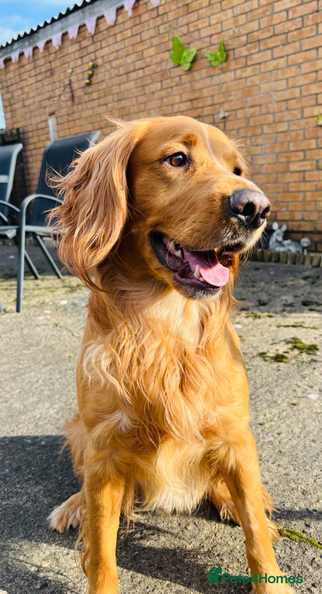 Sprocker dogs Gorgeous Sprocker for rehome - Advert 10