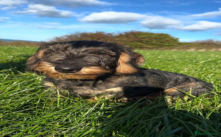 Dachshund dogs - Advert 1
