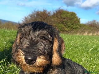 Dachshund dogs Wire haired daschund - Advert 9