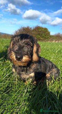 Dachshund dogs - Advert 1