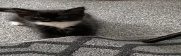 British Longhair cats for sale: Kittens 2 left mother is Maine coon  - Advert 9