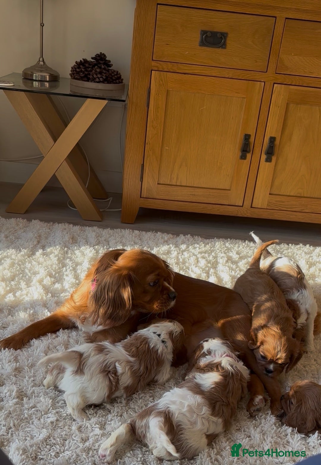 Cavalier King Charles Spaniel dogs for sale: Cavalier King Charles Spaniel  - Advert 9