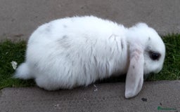 Mini Lop rabbits for sale: Gorgeous Mini Lop X French Bunnies Ready to Go! - Image 9