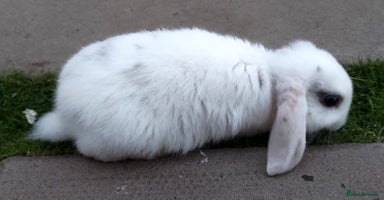Mini Lop rabbits - Advert 11