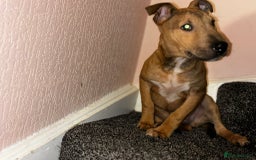 English Bull Terrier dogs for sale: Male English Bull Terrier pup - Image 4