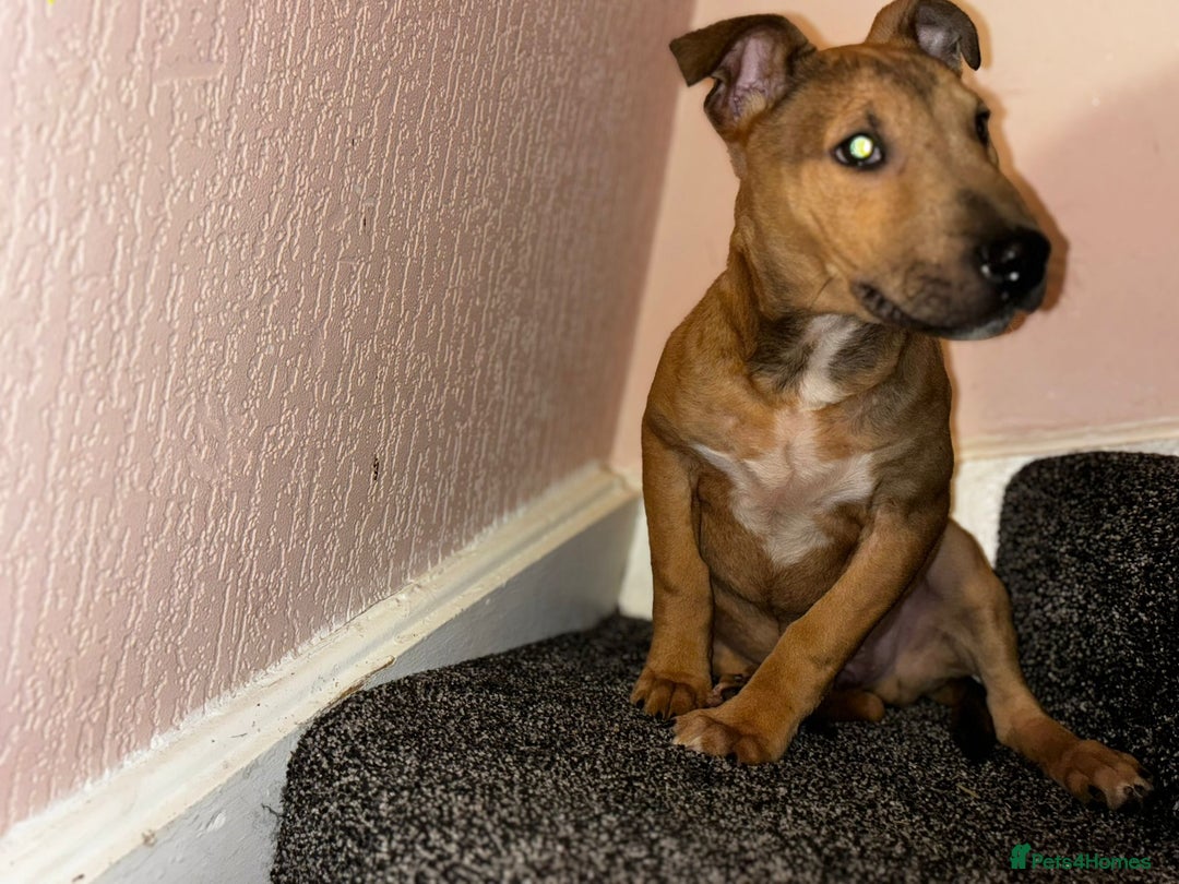 English Bull Terrier dogs for sale: Male English Bull Terrier pup - Image 4