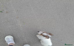 Jack Russell dogs for sale: 15 week wired haired jack Russell teddy  - Image 3