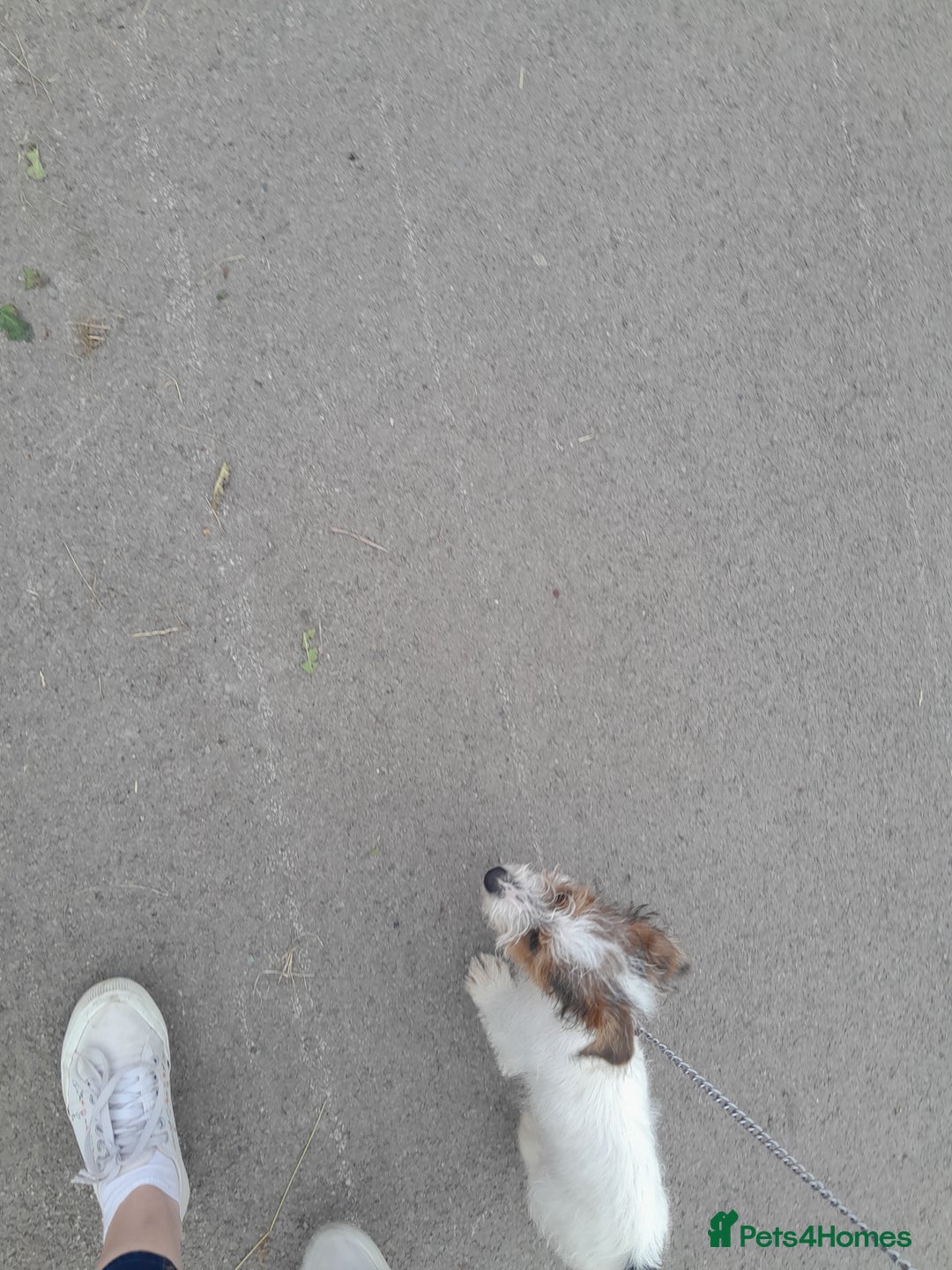 Jack Russell dogs for sale: 15 week wired haired jack Russell teddy  - Image 3