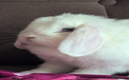 Dwarf Lop rabbits for sale: Looking for a New Home for Rosie (Spayed Rabbit) - Advert 13