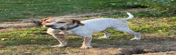 Mixed Breed dogs for adoption: 🍯 Honey: The Pocket Pointer in Maidstone - Advert 2