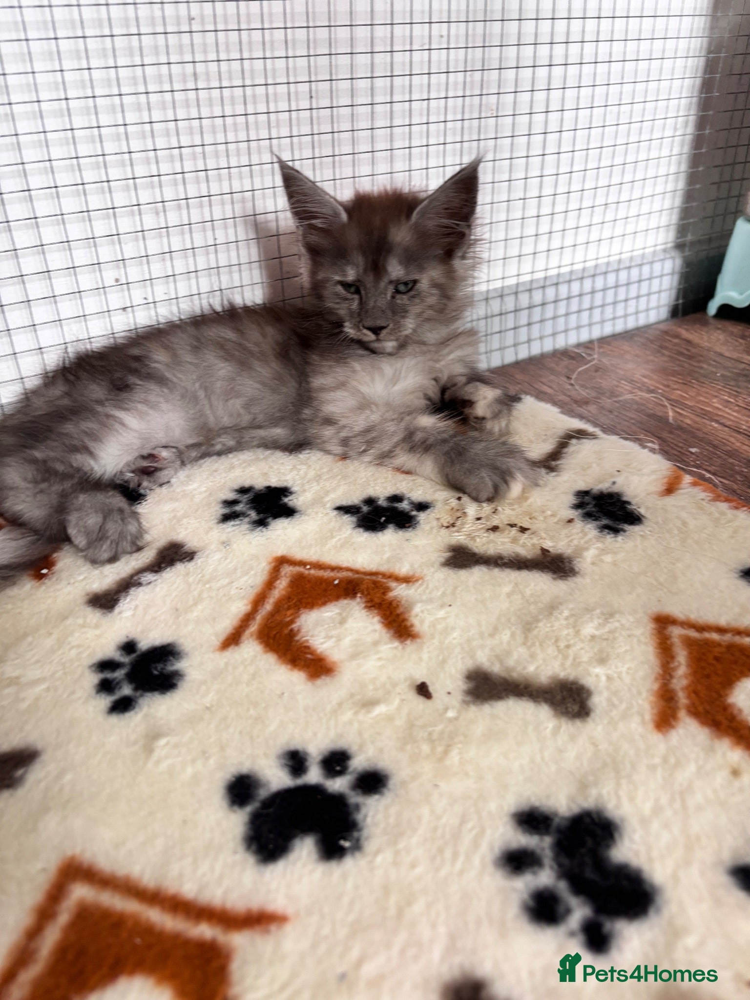 Maine Coon cats Majestic fluffballs FOR SALE - Advert 2