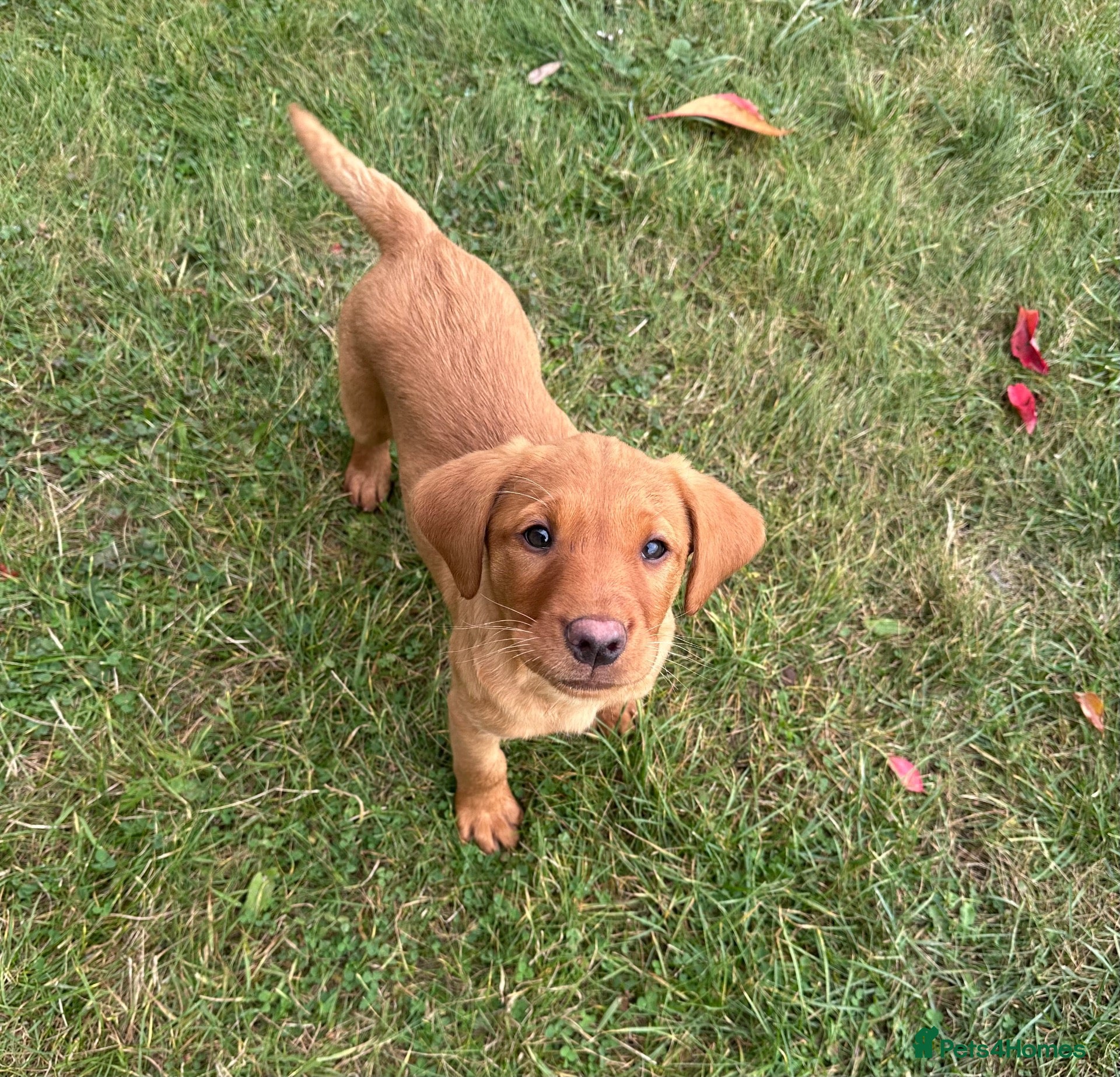 Labrador Retriever dogs Black & Fox Red KC Labradors - Advert 2
