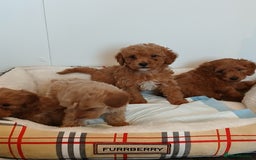 Cockapoo dogs for sale: Adorable F1B red cockapoo puppies  - Image 23