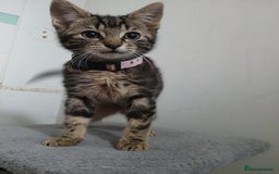 Bengal cats for sale: 2 brothers for sale  - Image 2