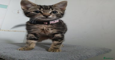 Bengal cats - Advert 11