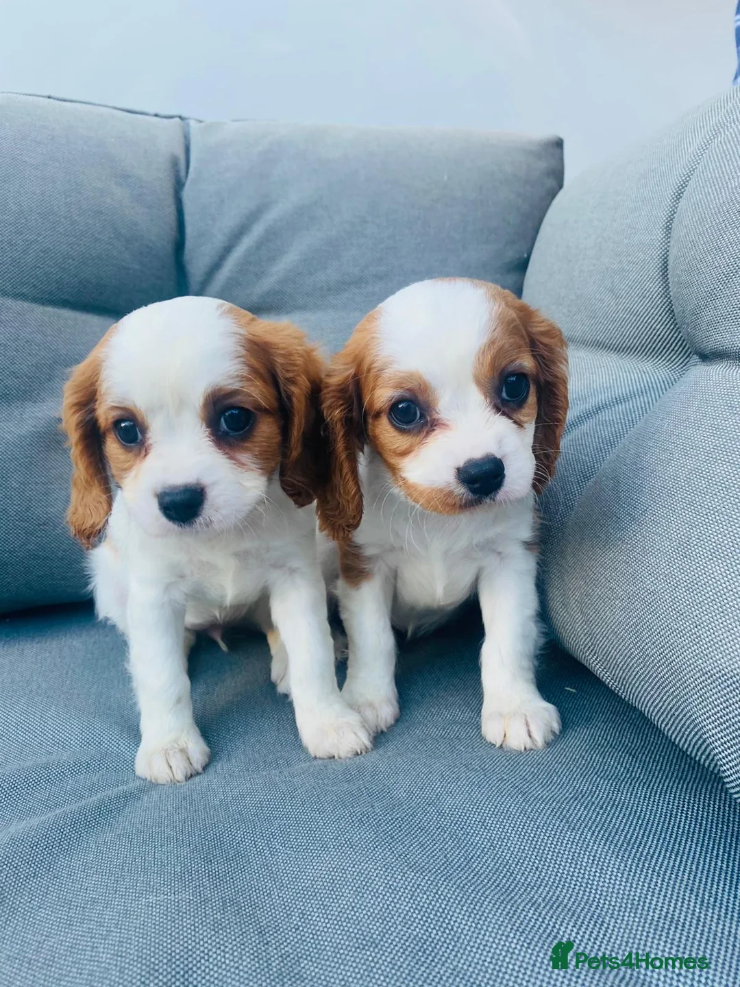 Cavalier King Charles Spaniel dogs for sale: Last girl remaining - Advert 1