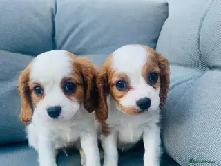 Cavalier King Charles Spaniel dogs Last girl remaining - Advert 4