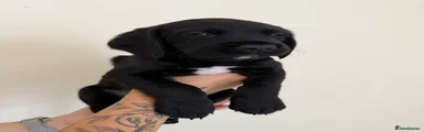 Cockerdor 2