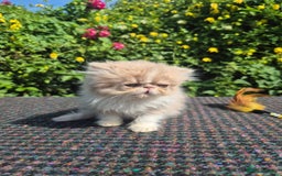 Persian cats for sale: 🏆champion sired persian and exotics kittens😸 ♥️  - Image 7
