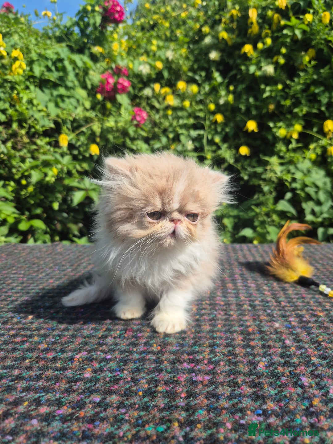 Persian cats for sale: 🏆champion sired persian and exotics kittens😸 ♥️  - Image 7
